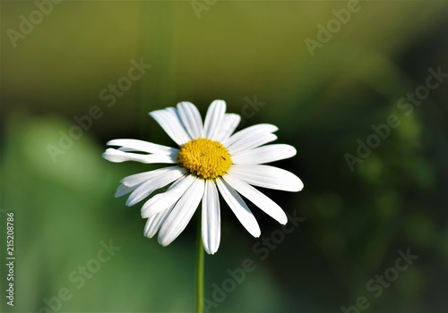 Chamomile