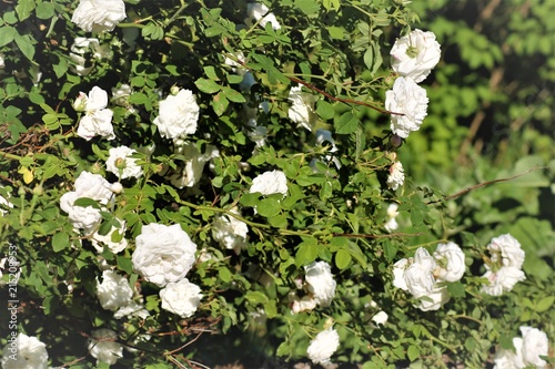 White inflorescence of hawthorn