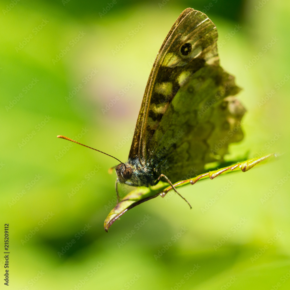 Obraz premium Old Speckled Wood