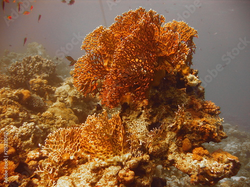 view of the Dichotomy fire coral and fish in the Red Sea photo