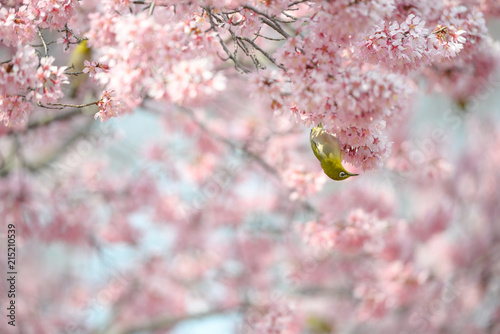 Spring colors -WhiteEye-