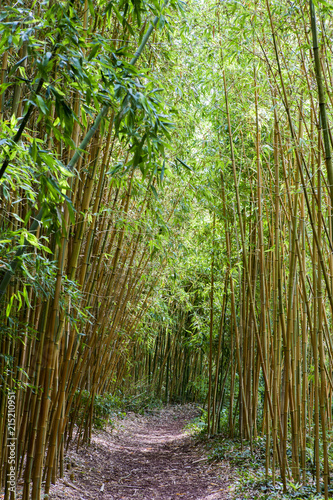 For  t de bambous