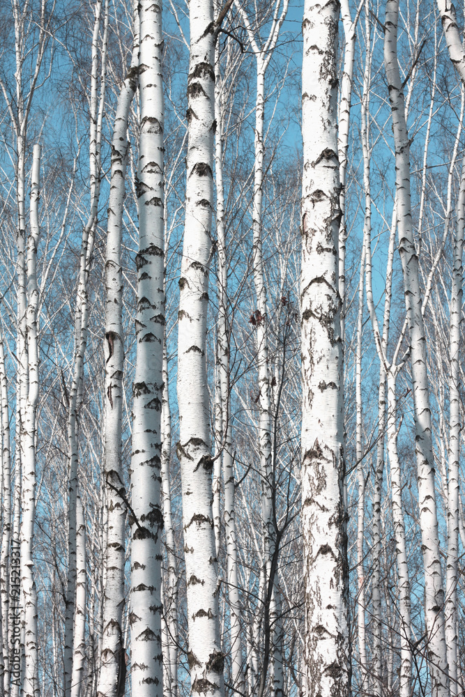 Fototapeta premium Kilka brzóz z białą korą brzozową w gaju brzozowym wśród innych brzóz