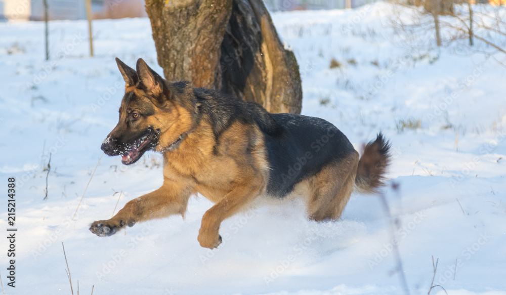 German shepherd in the winter park