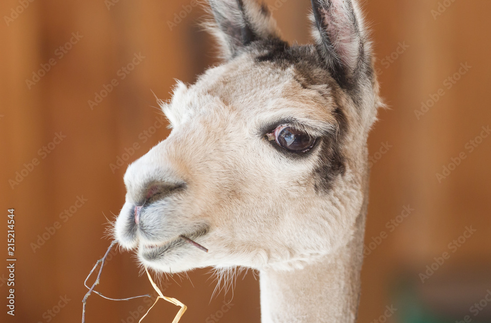 Close-up of a white alpaca