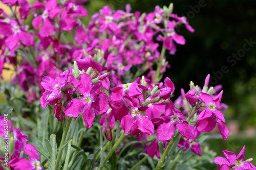 Puprle Matthiola Incana Background, Hoary Stock, Tenweeks Stock, Violaciocca