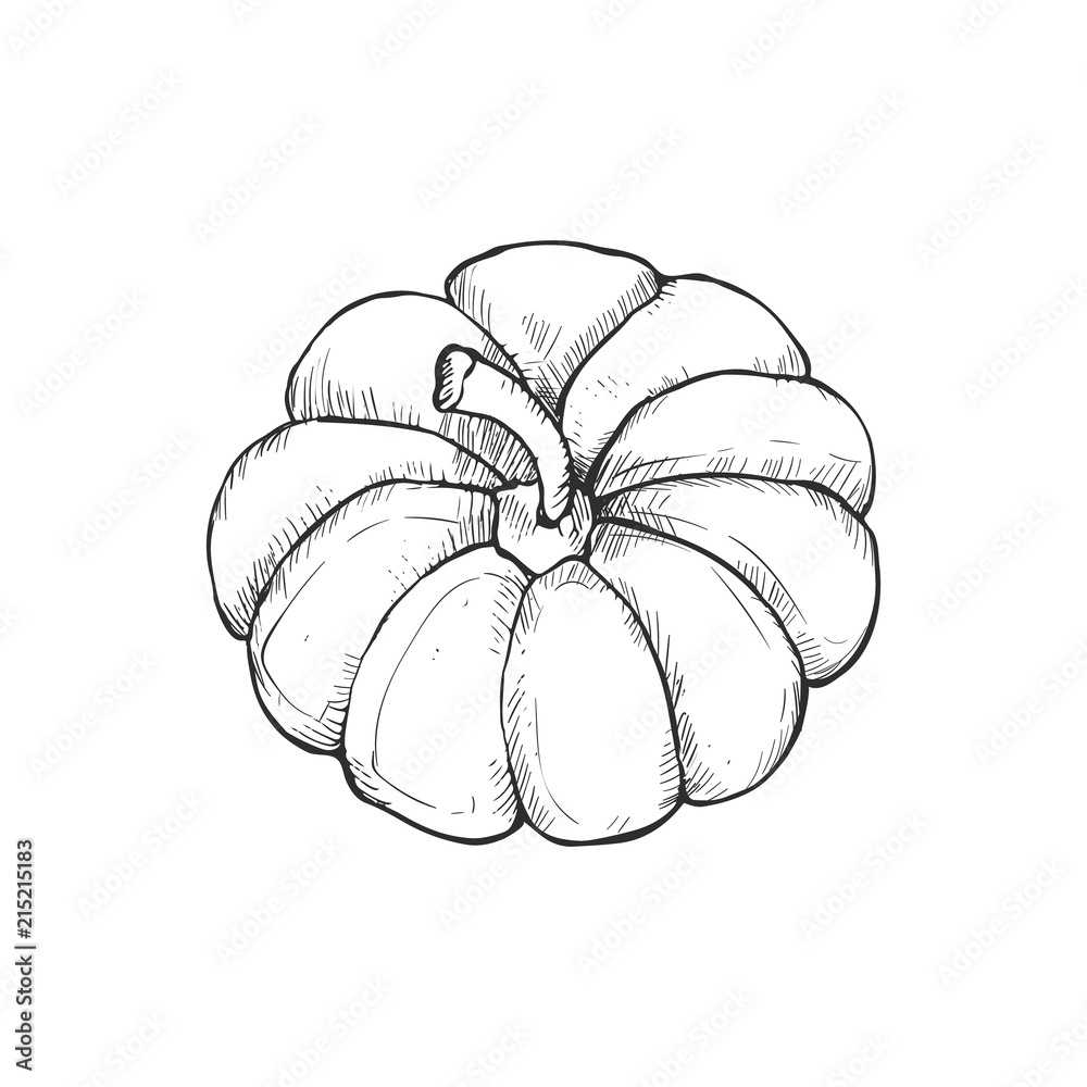 Hand drawn pumpkins vector collection. Pumpkin icons isolated on white background. Hand drawn pumpkins vector collection. Pumpkin icons isolated on white background.