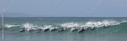 Surfing dolphins at Supertubes in Jeffreys Bay