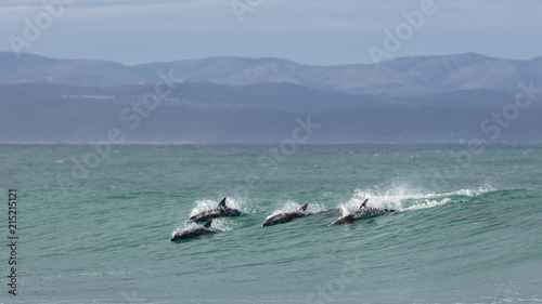 Photography Four surfing dolphins at Supertubes in Jeffreys Bay