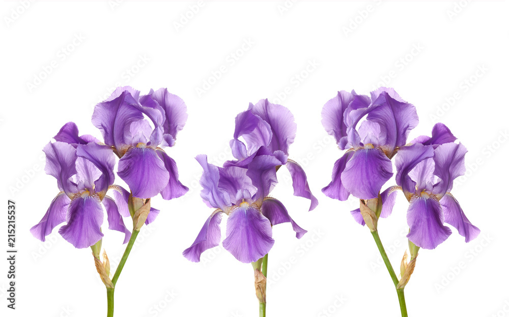 Iris flowers collage, decorative wallpaper, floral design mock up Iris flowers collage, decorative wallpaper, floral design mock up