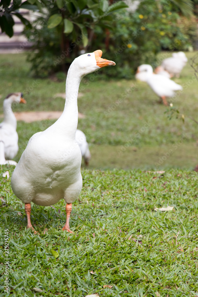 White goose walk on green grass background White goose walk on green grass background