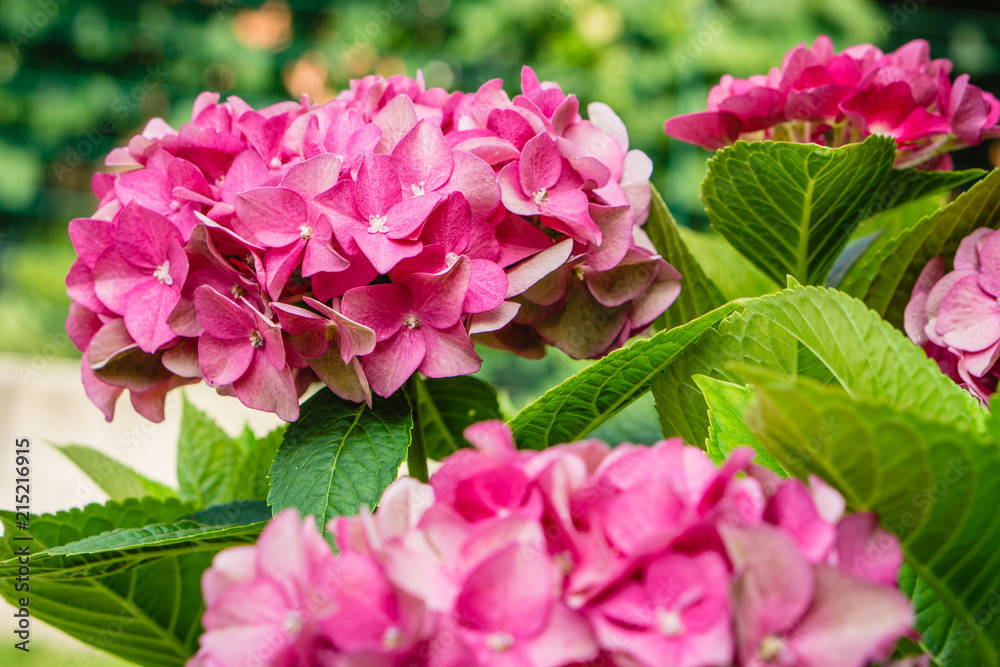 Hydrangea macrophylla - Beautiful bush of hydrangea flowers