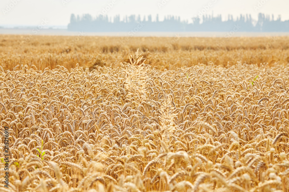 Wheat field. Ears of golden wheat close up. Beautiful Landscape. Rural Scenery early in the morning. Background of ripe ears of wheat field. Rich harvest Concept. Copy space. Wheat field. Ears of golden wheat close up. Beautiful Landscape. Rural Scenery early in the morning. Background of ripe ears of wheat field. Rich harvest Concept. Copy space.