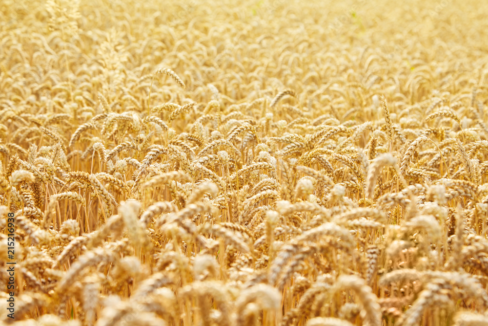 Wheat field. Ears of golden wheat close up. Beautiful Landscape. Rural Scenery early in the morning. Background of ripe ears of wheat field. Rich harvest Concept. Copy space. Wheat field. Ears of golden wheat close up. Beautiful Landscape. Rural Scenery early in the morning. Background of ripe ears of wheat field. Rich harvest Concept. Copy space.