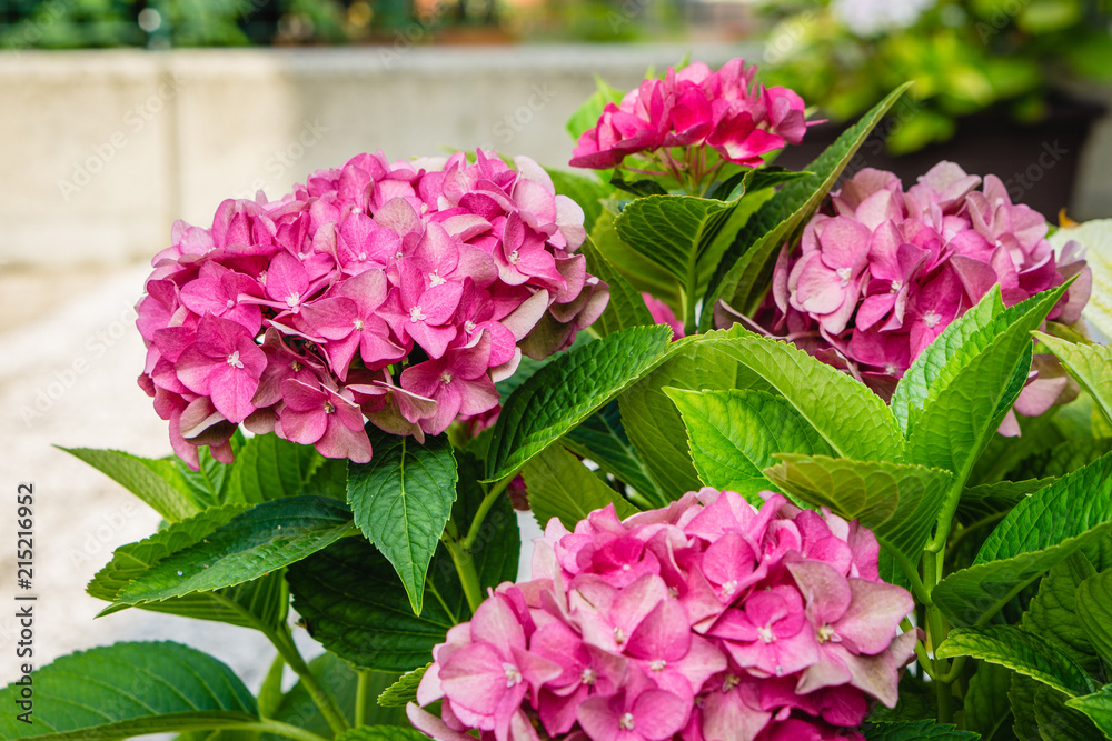 Hydrangea macrophylla - Beautiful bush of hydrangea flowers Hydrangea macrophylla - Beautiful bush of hydrangea flowers