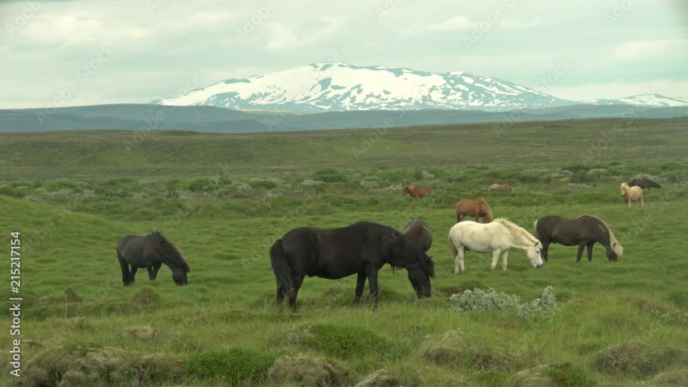 Icelandic horses grazing un scenic pasture, Hekla volcano overcast day.mov Icelandic horses grazing un scenic pasture, Hekla volcano overcast day.mov