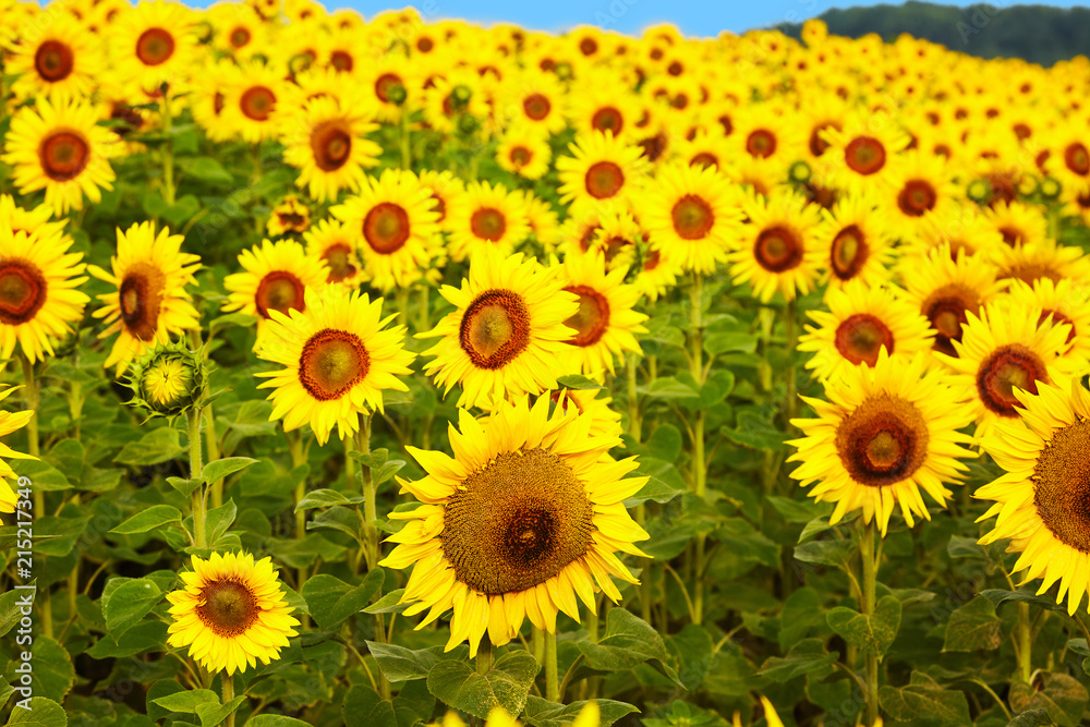 Fields with an infinite sunflower. Agricultural field. Sunflowers blooming in the bright blue sky, nice landscape with sunflowers Fields with an infinite sunflower. Agricultural field. Sunflowers blooming in the bright blue sky, nice landscape with sunflowers