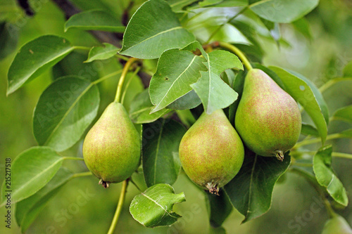 brunch of green pears