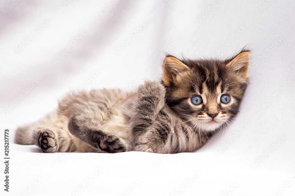 A small striped kitten lies on the white of goodness and resting after the game_