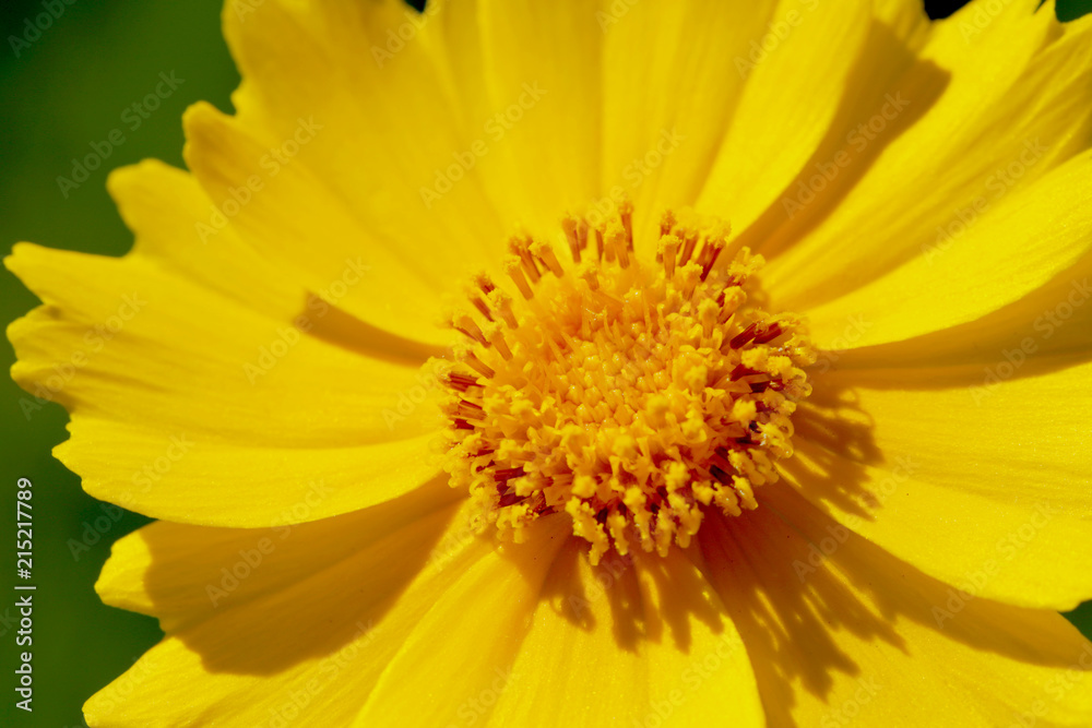 Yellow flowers of lance leaved tickseeds of the sunflower family, coreopsis (Coreopsis pubescens) in garden. Yellow flowers of lance leaved tickseeds of the sunflower family, coreopsis (Coreopsis pubescens) in garden.