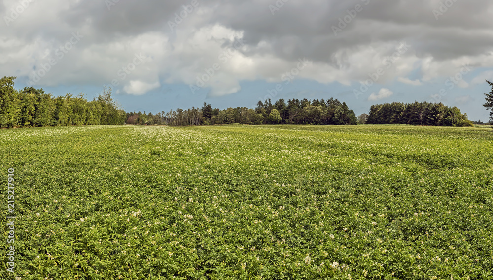  Green potatoes field in flowers on a summer afternoon