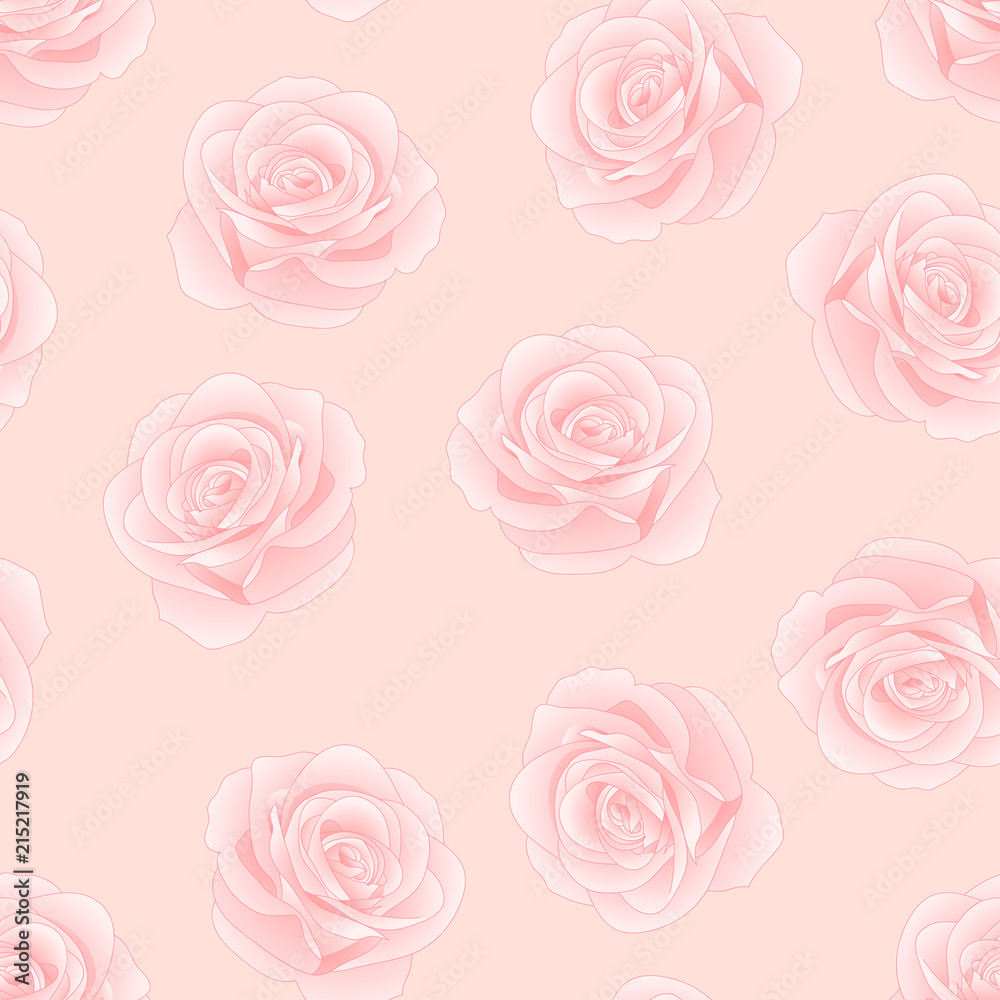 Pink Rose - Rosa on Pink Background.