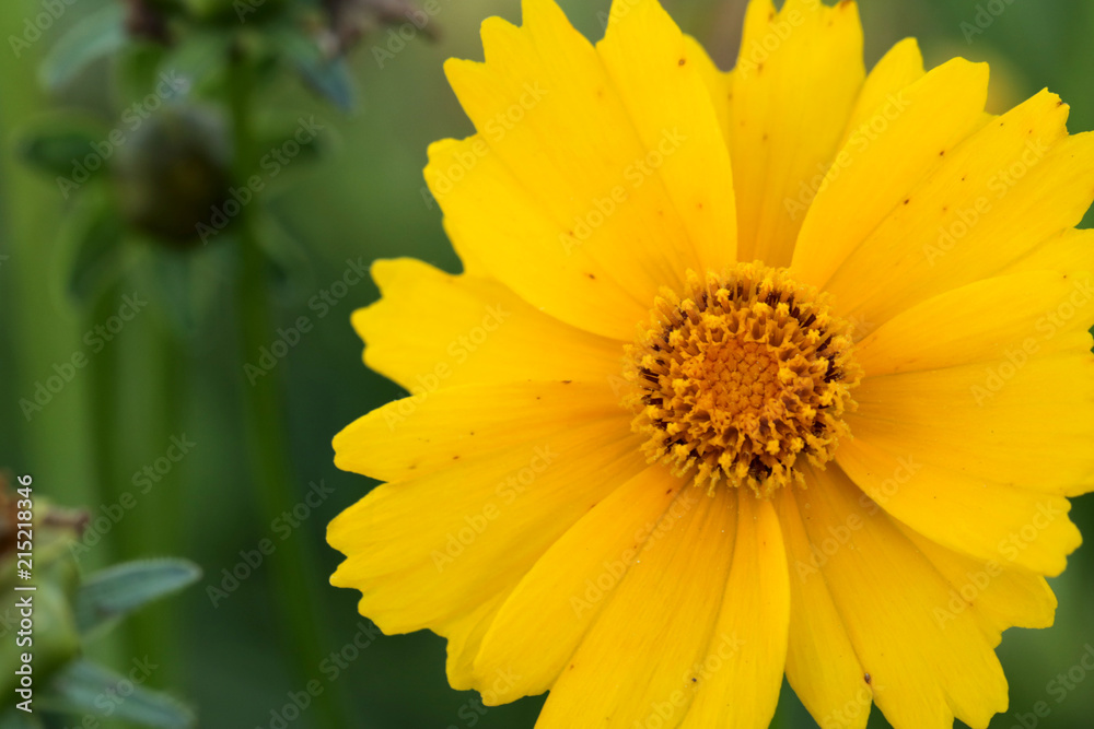 Yellow flowers of lance leaved tickseeds of the sunflower family, coreopsis (Coreopsis pubescens) in garden. Yellow flowers of lance leaved tickseeds of the sunflower family, coreopsis (Coreopsis pubescens) in garden.