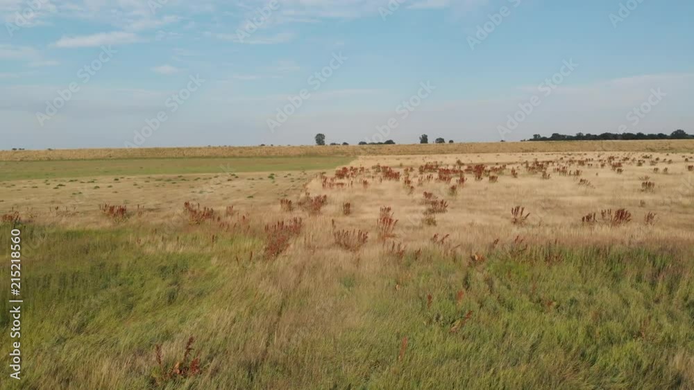 The floodplain area of the Vistula River. D-cinelike file for color grading. The floodplain area of the Vistula River. D-cinelike file for color grading.