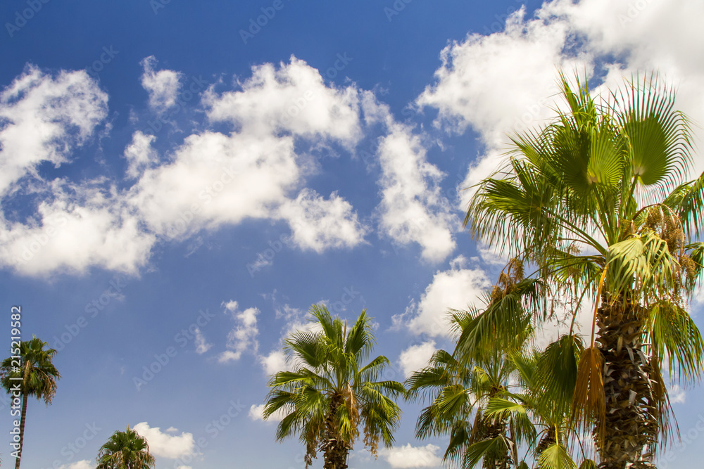 Naklejka premium Blue sky and palm trees