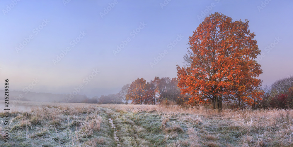 Autumn nature landscape with clear sky and colored tree. Cold meadow with hoarfrost on grass in november morning. Amazing fall. Vibrant panoramic view on natural wild autumnal meadow before forest.