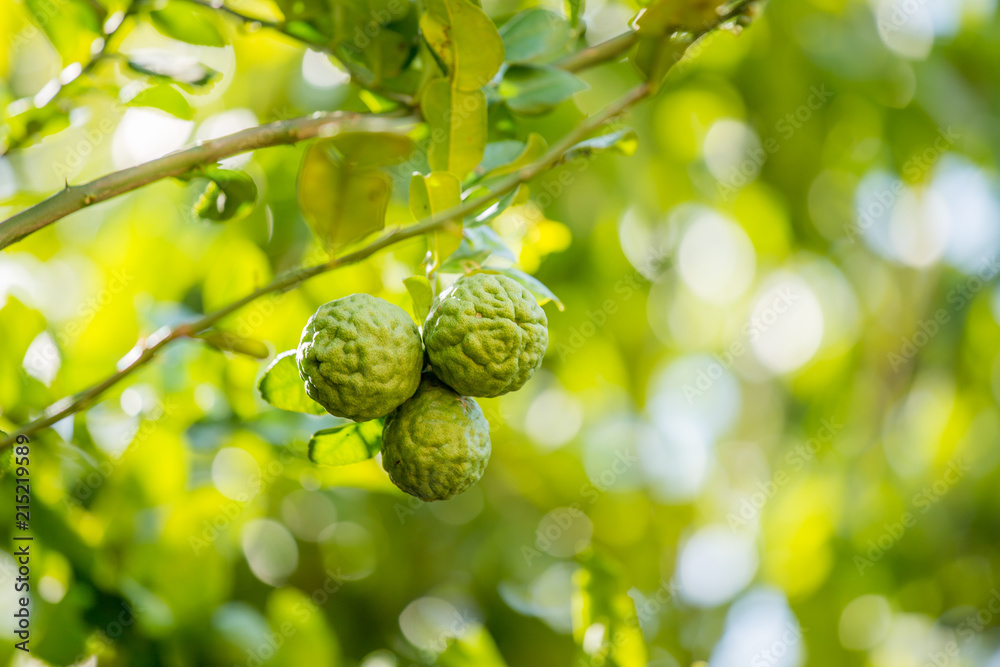 Bergamot in the garden