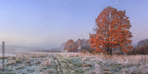 Autumn nature landscape with clear sky and colored tree. Cold meadow with hoarfrost on grass in november morning. Amazing fall. Vibrant panoramic view on natural wild autumnal meadow before forest. photo