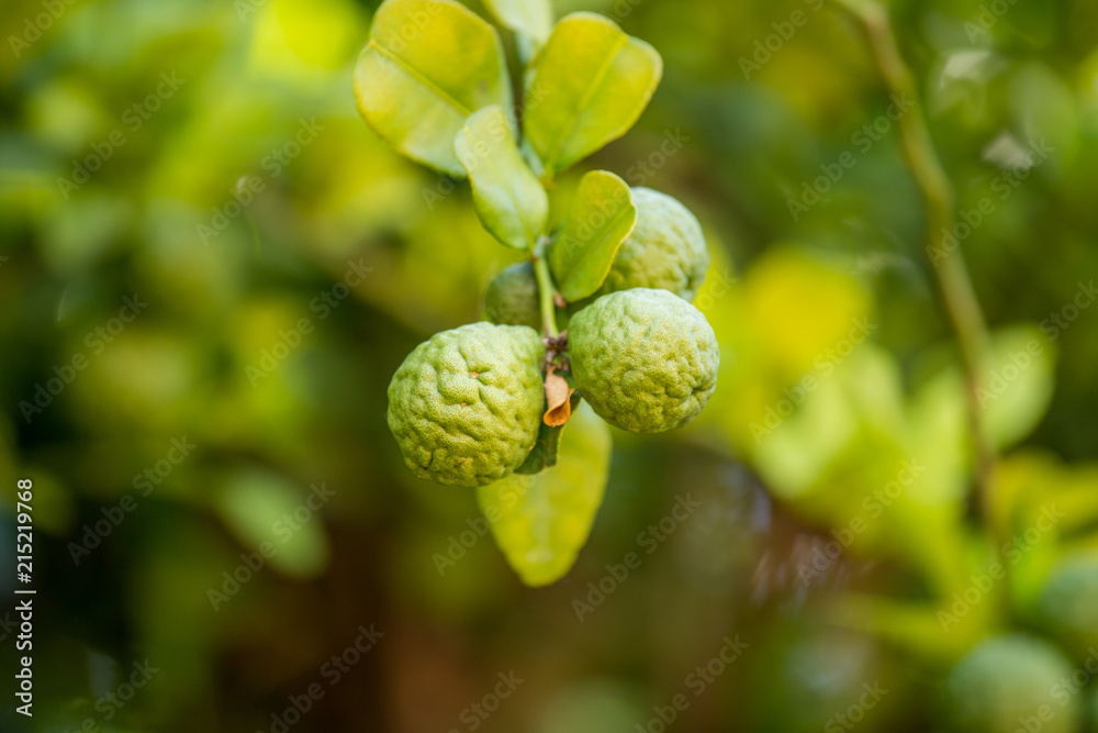 Fototapeta premium Bergamot in the garden