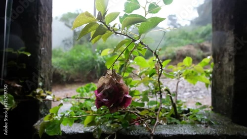 tropical heavy rain in asian rainforest. Water falling on rose floweer photo