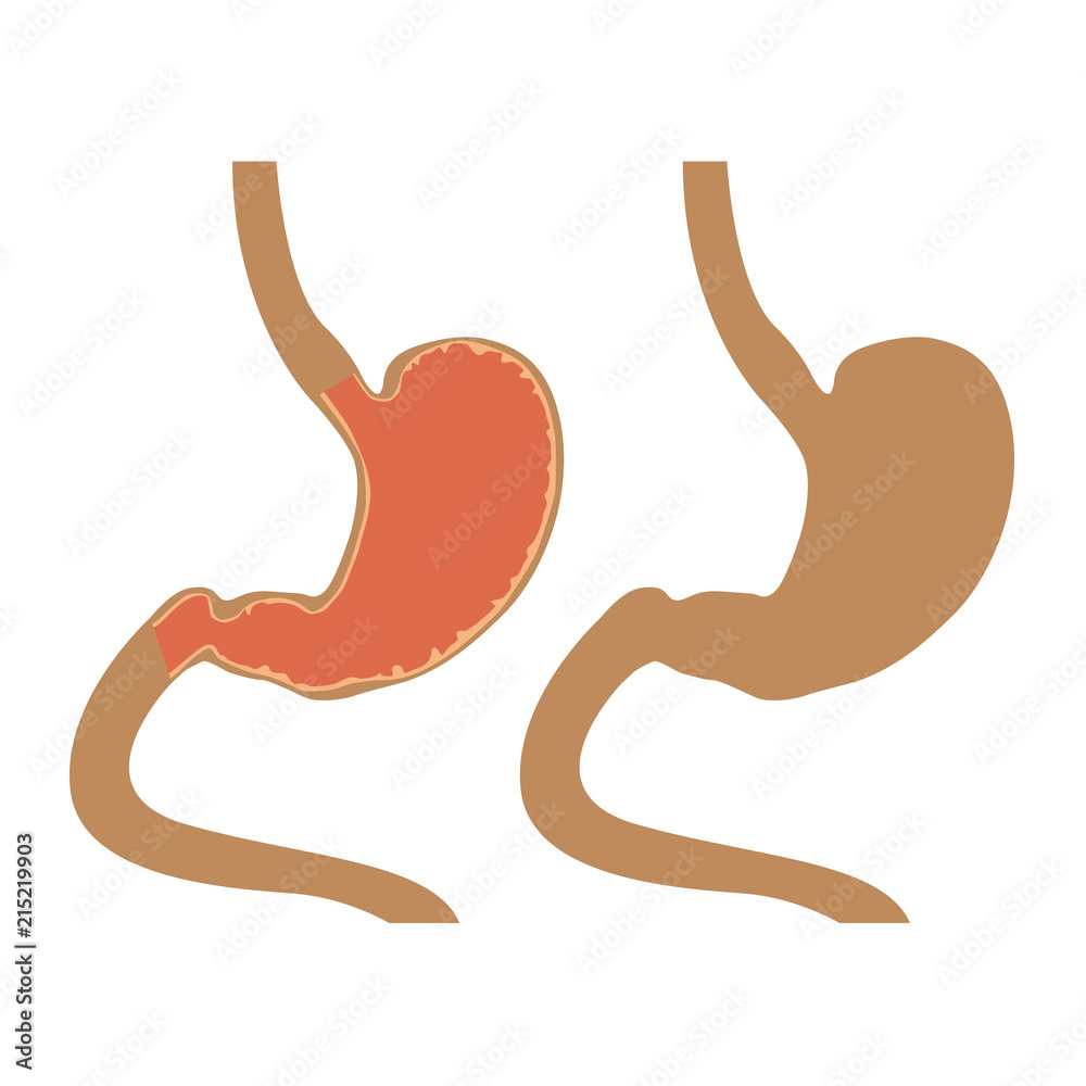 Obraz premium Human stomach icon on white background