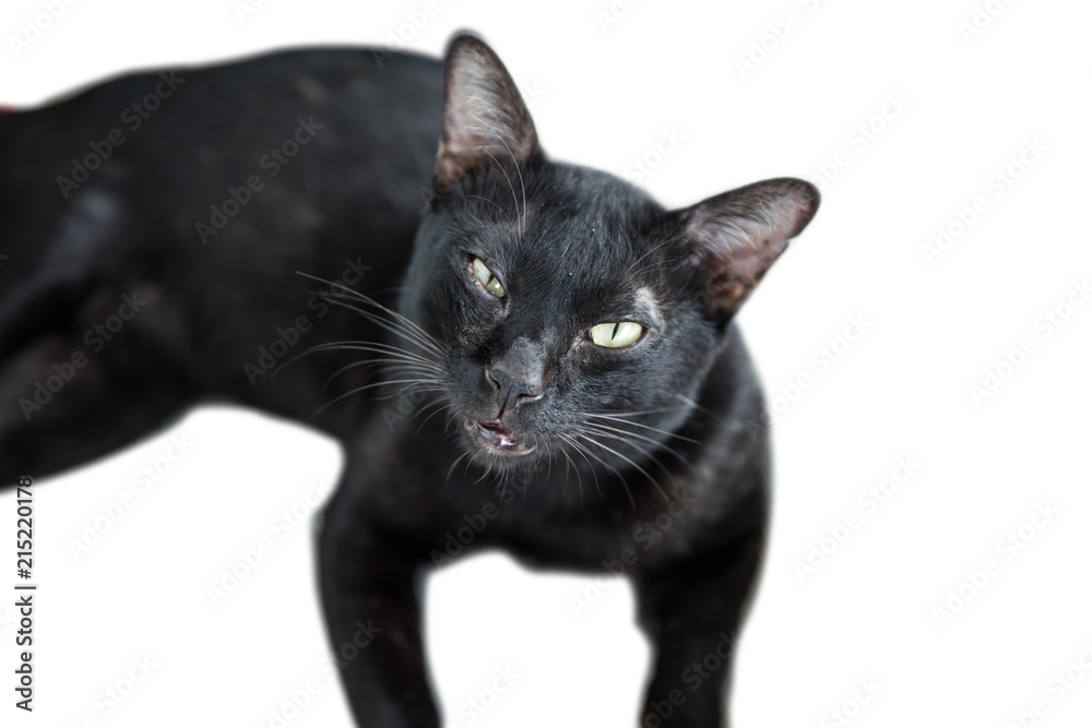 A Thai black cat on white isolated