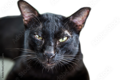 A Thai black cat on white isolated