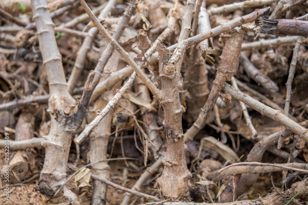 Fresh Cassava texture 