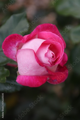 Pink Rose