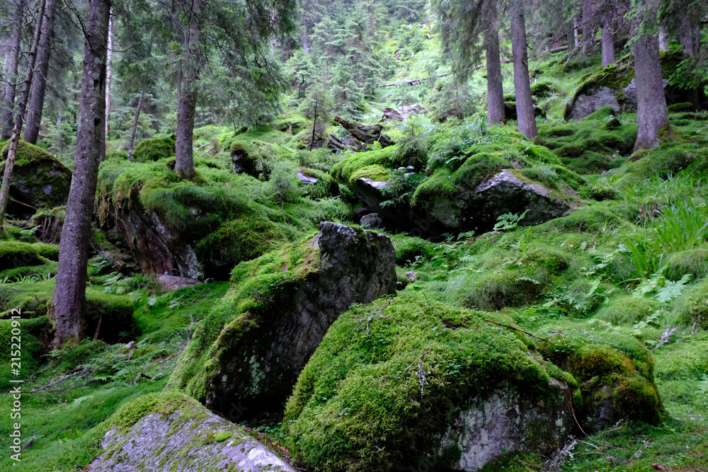 Obraz premium Rumunia, Karpaty Rumuńskie - Góry Fagaras, roślinność na leśnym szlaku w okolicach Balea Cascada