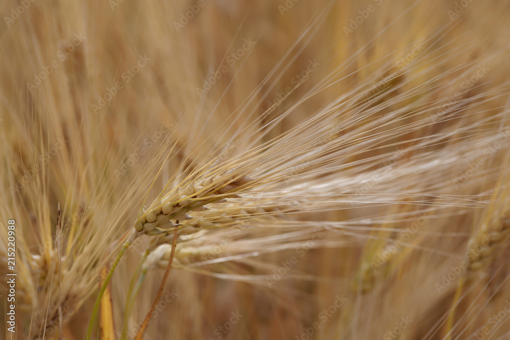 Close up shot of a single cereal plant against the plantation Close up shot of a single cereal plant against the plantation