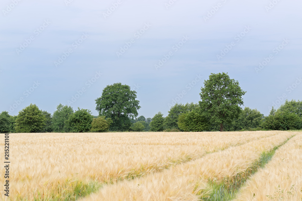 Scene of tractor tracks in the plantation of cereal plants against blue sky