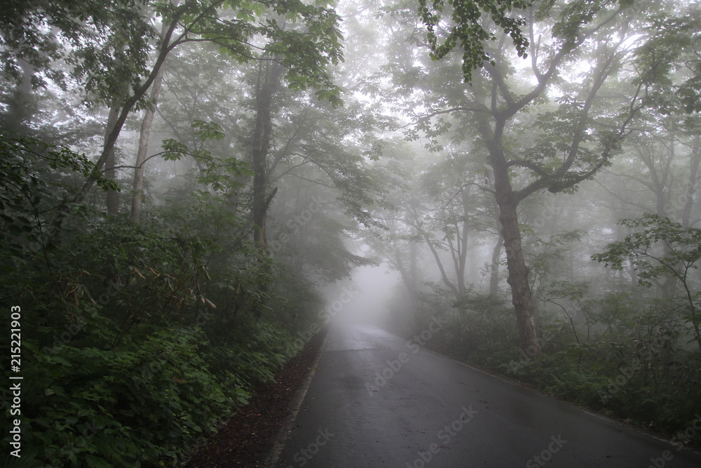 Fototapeta premium 道, 森, 木, 自然, 木, 風景, 秋, 当惑, かすみ, 国, パス, 旅行, 緑, ルーラル, 木, 落ちる, 空, サマータイム, いなか, アスファルト, レーン, ハイウェイ, あいまいな, アウトドア, 木