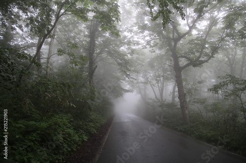 道, 森, 木, 自然, 木, 風景, 秋, 当惑, かすみ, 国, パス, 旅行, 緑, ルーラル, 木, 落ちる, 空, サマータイム, いなか, アスファルト, レーン, ハイウェイ, あいまいな, アウトドア, 木