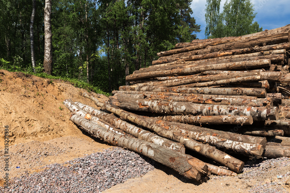 Forest trees deforestation for the construction of the new city district Forest trees deforestation for the construction of the new city district