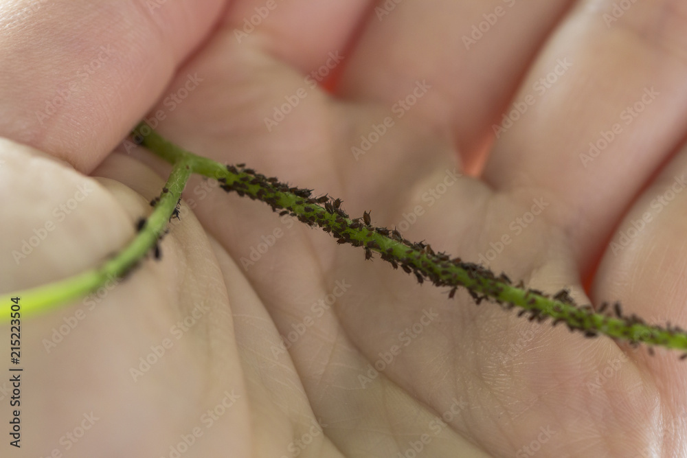 Infected branch of a grepevine tree attaced by aphids in man hand, close up. Agricultural pest Infected branch of a grepevine tree attaced by aphids in man hand, close up. Agricultural pest