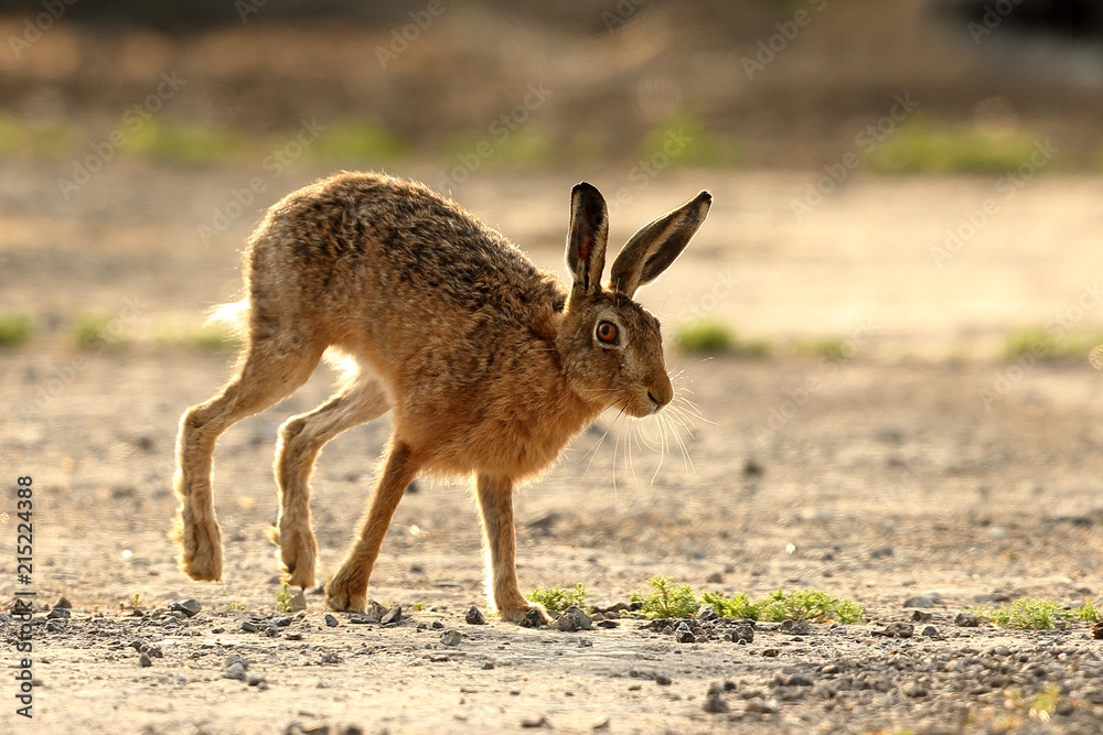 Brown Hare running Brown Hare running