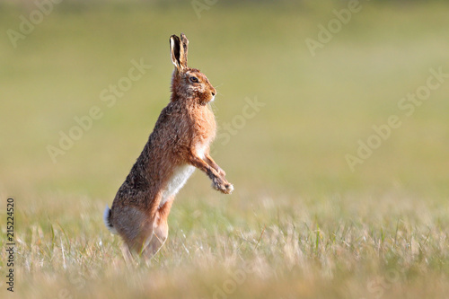 Brown hare standing up © markmedcalf