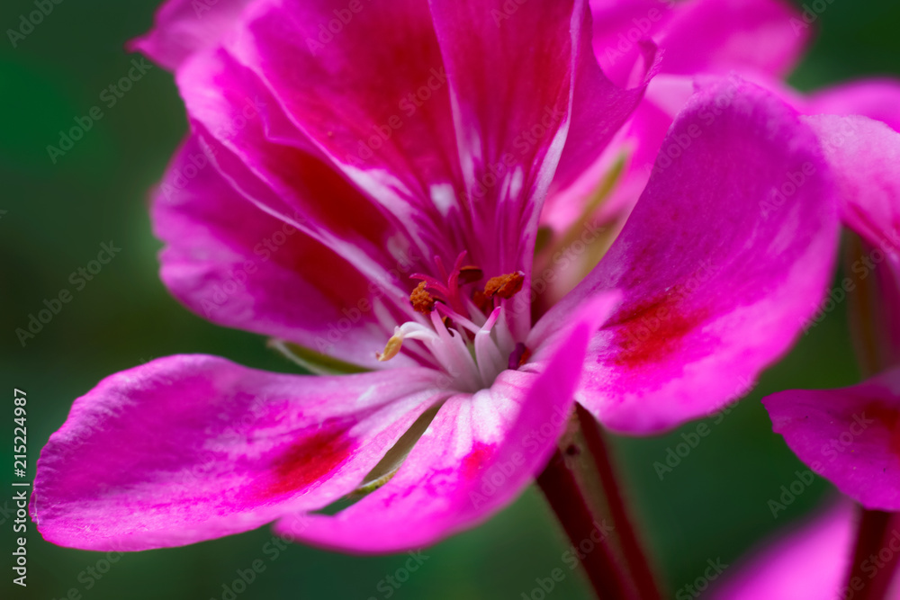 Naklejka premium flower inflorescence flower stalk Geranium crane flowering close-up macro