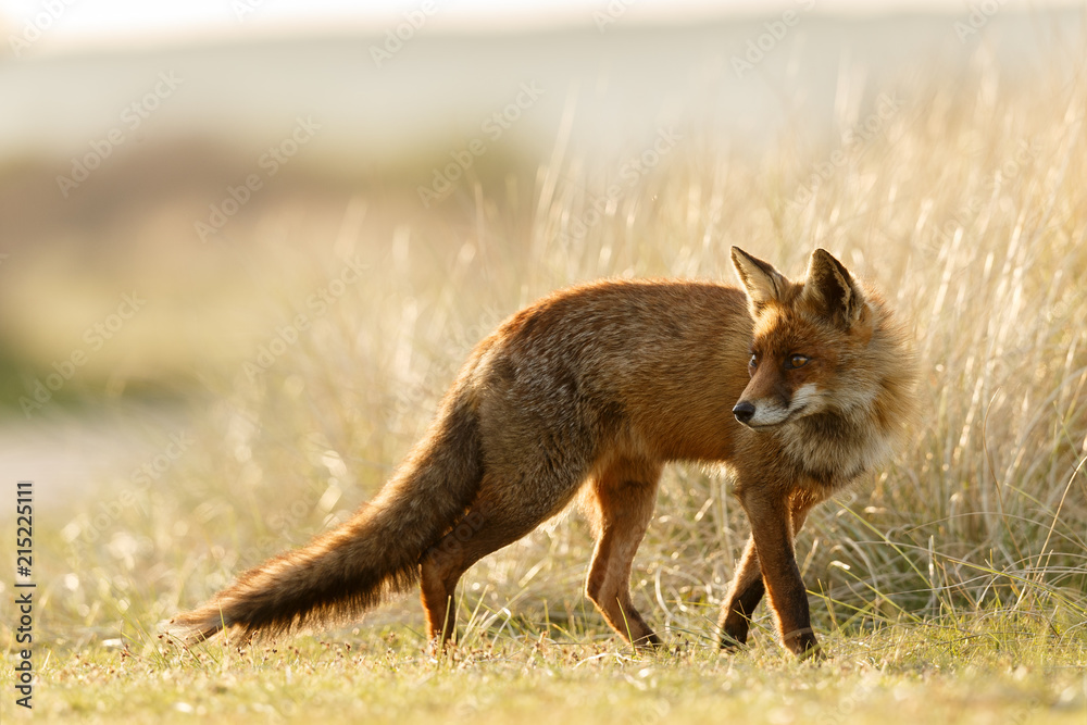 Red Fox in Countryside